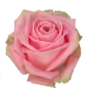 Rose Athena Royale | Cut Standard Roses | Flower Suppliers Wholesale ...