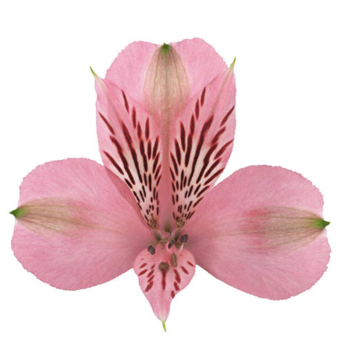 Picture of Alstroemeria Pink Floyd