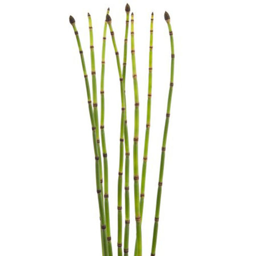 Picture of Snake Grass