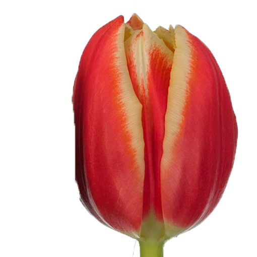 Picture of Tulip Crispa Leen