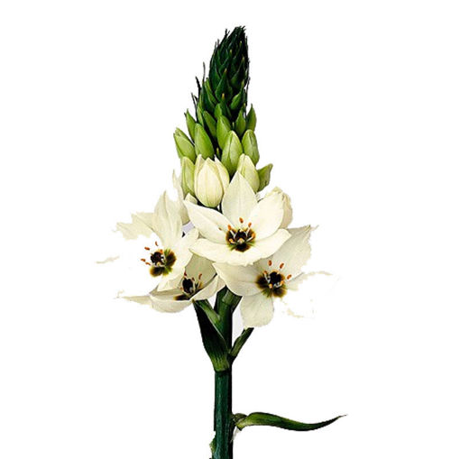 Picture of Ornithogalum Thyrsoides