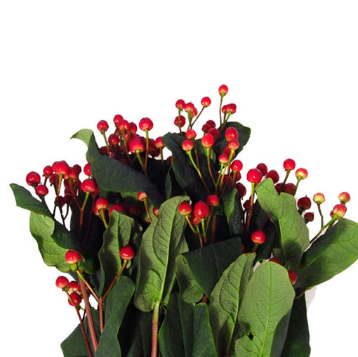 Picture of Hypericum Red Light Romance