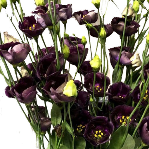 Picture of Lisianthus Bohemian Black Violet
