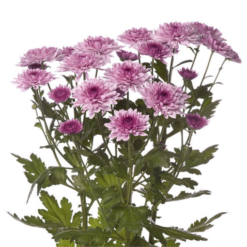 Picture of Chrysant. Spray VIP