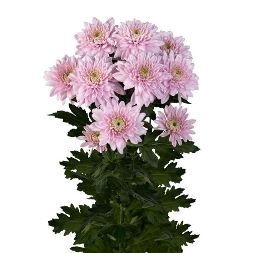 Picture of Chrysant. Spray Karma Pink