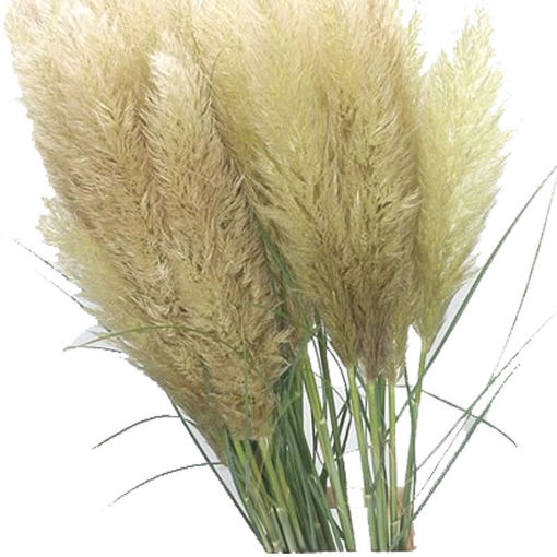 Picture of Cortaderia - Pampass Grass