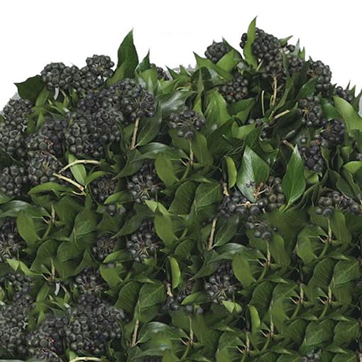 Picture of Hedera with Berries