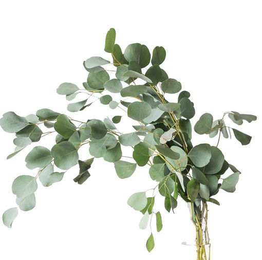 Picture of Eucalyptus Populus