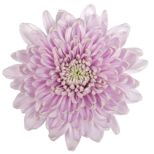 Picture of Chrysant. Disbud Rossano