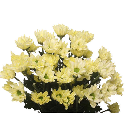 Picture of Chrysant. Spray Chic Cream