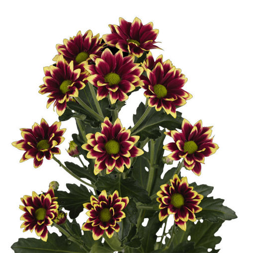 Picture of Chrysant. Spray Haydar Yellow