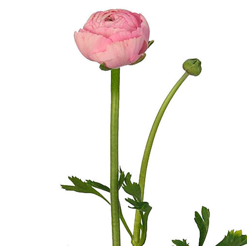 Picture of Ranunculus Pink