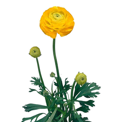 Picture of Ranunculus Yellow