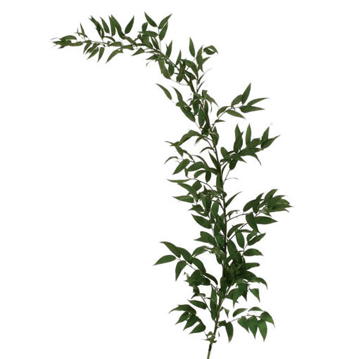 Picture of Ruscus Soft Italian Bunch
