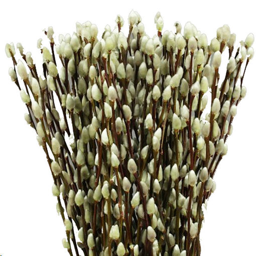 Picture of Salix Katjes -Pussy Willow
