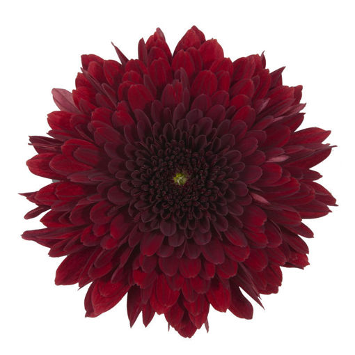 Picture of Chrysant. Disbud Barca Red