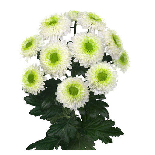 Picture of Chrysant. Spray Big Boss