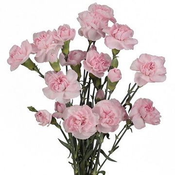 Buy wholesale cut Carnations online | Wholesale Cut Flowers Direct