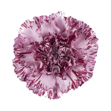 Carnation Yukari | Cut Carnations | Flower Suppliers Wholesale Flowers ...