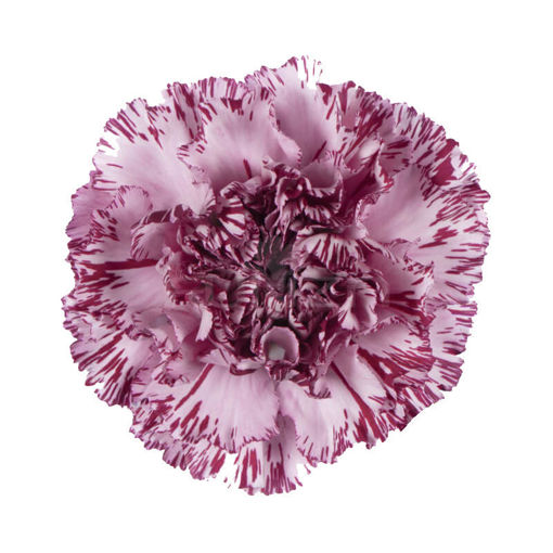 Picture of Carnation Blue Copernico