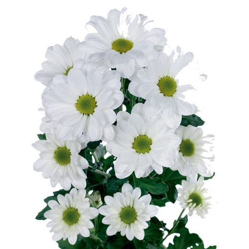 Picture of Chrysant. Spray Bacardi