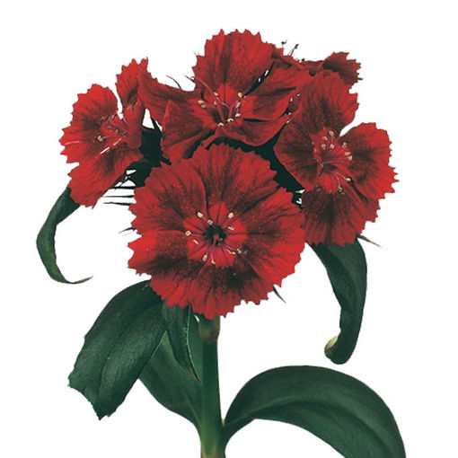 Picture of Dianthus Barbatus Barbarella Deep Red