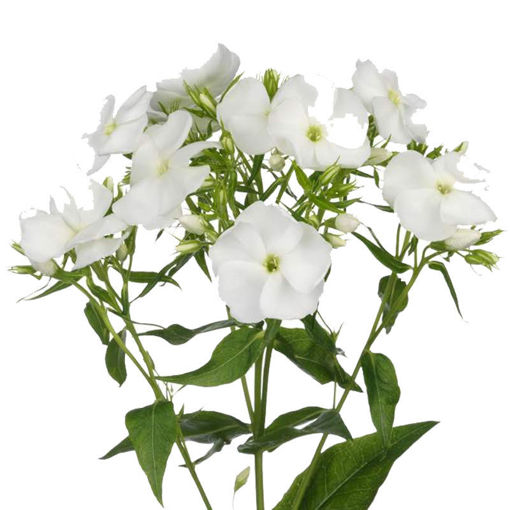Picture of Phlox White Cap