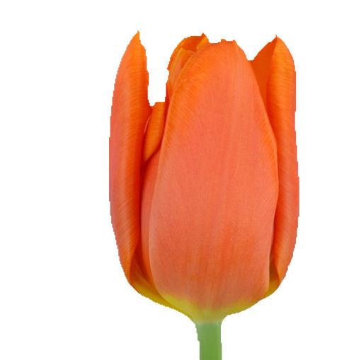 Picture of Tulip Prinses Catherina Amalia