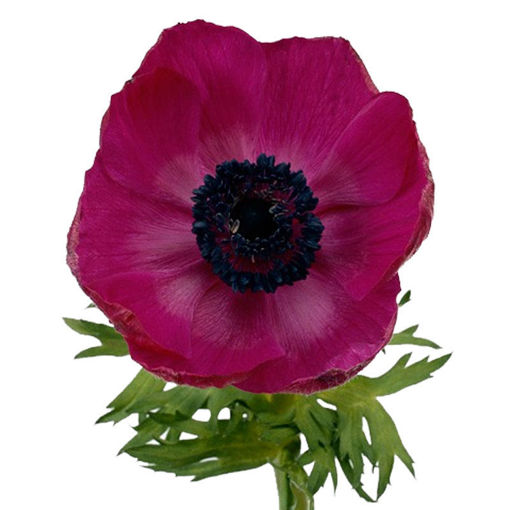 Picture of Anemone Galil Purple