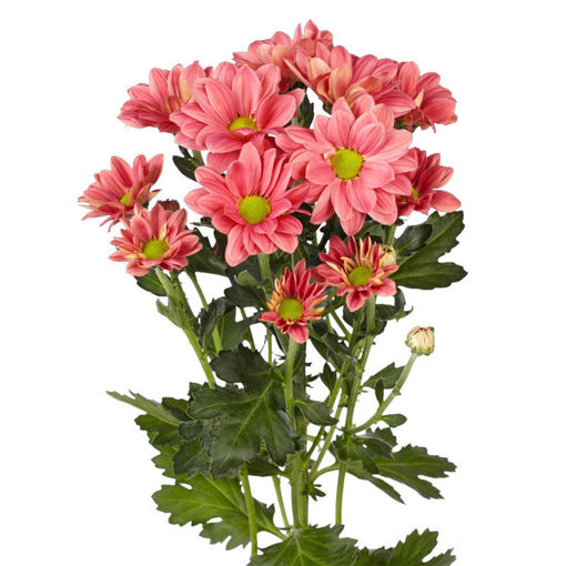 Picture of Chrysant. Spray Grand Cherry