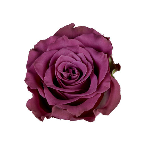 Picture of Rose Ascot