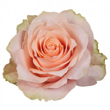 Rose Garden Barbarella | Cut Garden Roses | Flower Suppliers Wholesale ...