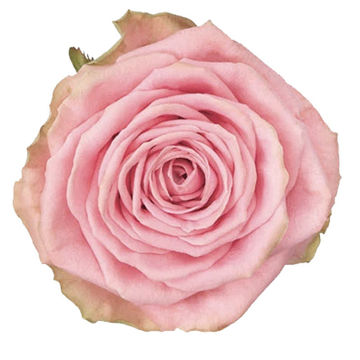 Rose Sweet Revival | Cut Standard Roses | Flower Suppliers Wholesale ...