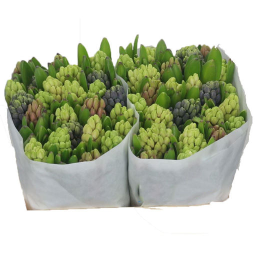 Picture of Hyacinth Mixed Colours