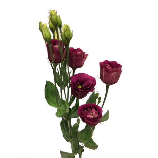 Picture of Lisianthus Arosa Red
