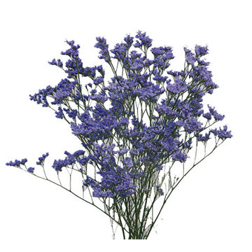 Limonium Shooting Star 