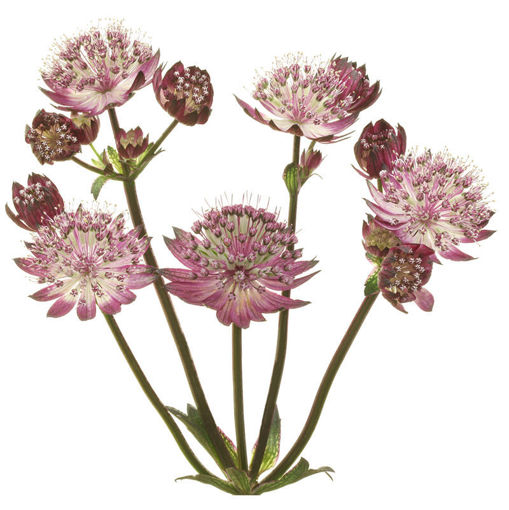 Picture of Astrantia Star of Flame