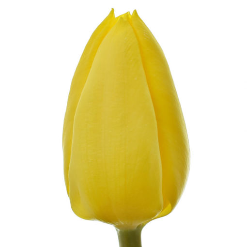 Picture of Tulip Sunbeam
