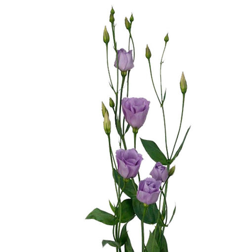 Picture of Lisianthus Croma Lavender Improved_