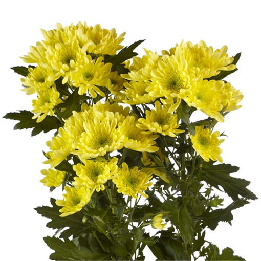 Picture of Chrysant. Spray Radost yellow
