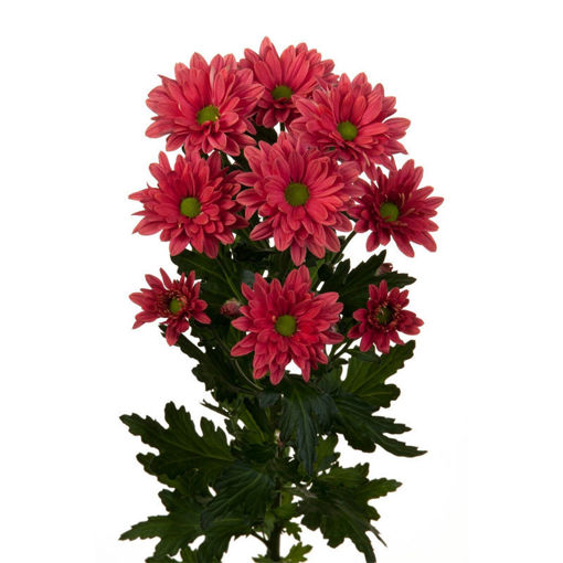 Picture of Chrysant. Spray Prada Coral_