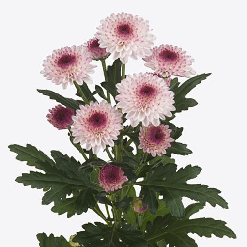 Picture of Chrysant. Spray Abbey