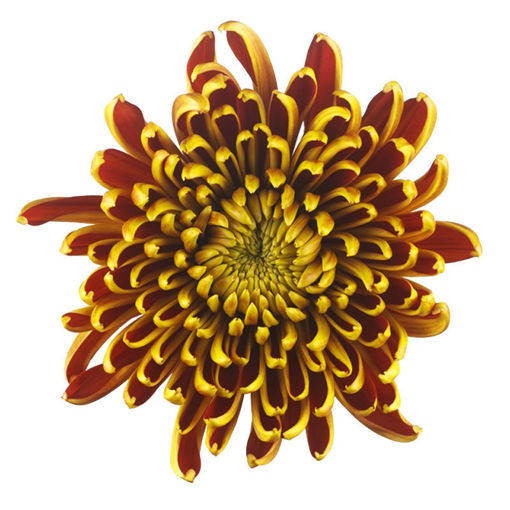 Picture of Chrysant. Disbud Fuego