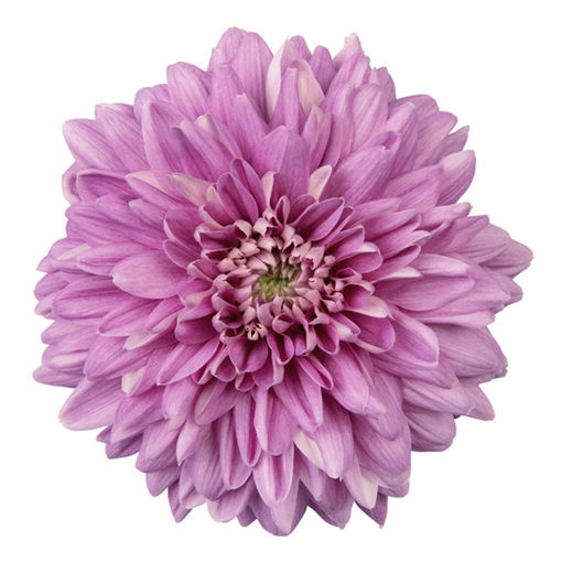 Picture of Chrysant. Disbud Desna