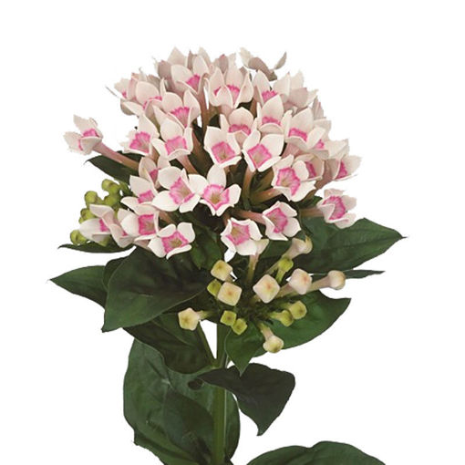 Picture of Bouvardia Two Tone Pink