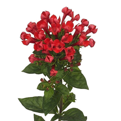 Picture of Bouvardia Royal Red