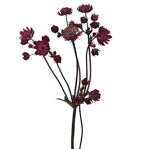 Picture of Astrantia Star of Fire