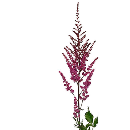 Picture of Astilbe Maggie Daley