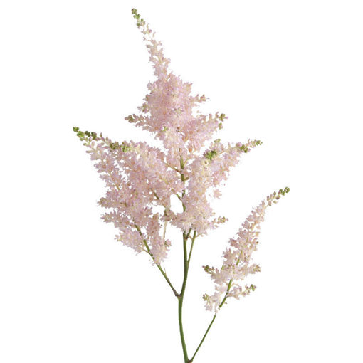Picture of Astilbe Erika