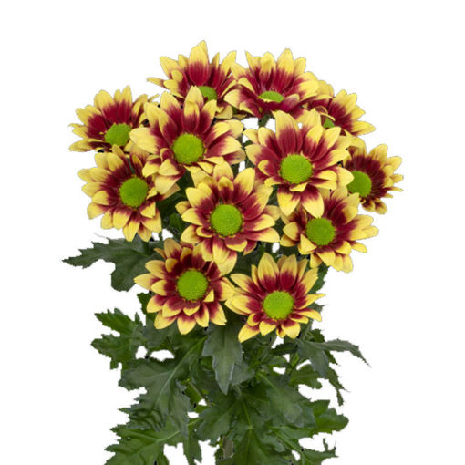 Picture of Chrysant. Spray Together Yellow